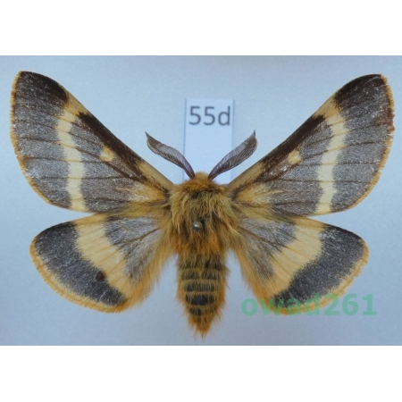 Lemonia dumi (Linnaeus, 1761) male Slovakia55d